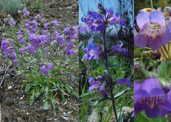 Photo of Penstemon gormanii by <a href="http://www.cdhs.us">Alfred Cook</a>
