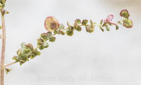 Photo of Atriplex hortensis by Bryan Kelly-McArthur