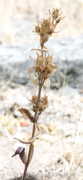 Photo of Penstemon eriantherus by Bryan Kelly-McArthur