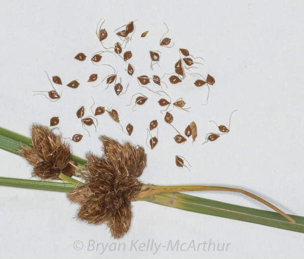 Photo of Bolboschoenus maritimus ssp. paludosus by Bryan Kelly-McArthur