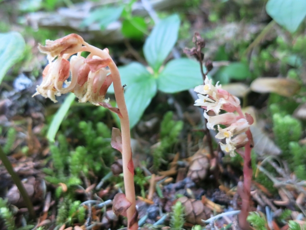 Photo of Hypopitys monotropa by Ed  McMackin