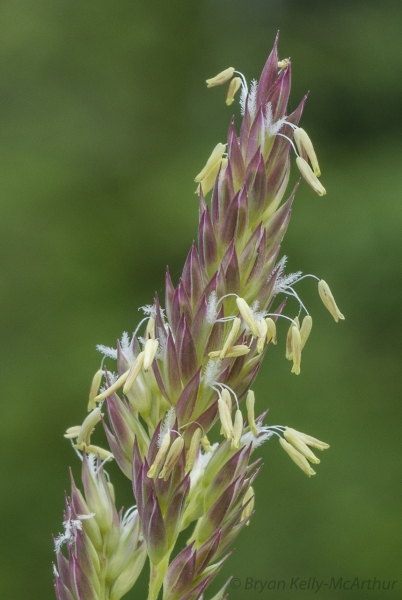 Photo of Phalaris arundinacea by Bryan Kelly-McArthur