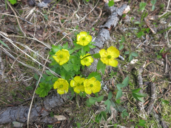 Photo of Ranunculus eschscholtzii by Ed  McMackin