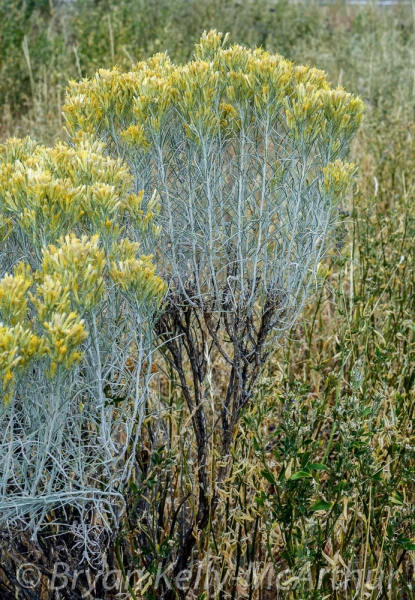 Photo of Ericameria nauseosa by Bryan Kelly-McArthur