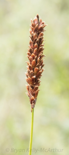 Photo of Carex scirpoidea by Bryan Kelly-McArthur