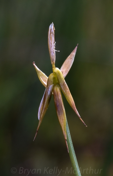 Photo of Carex pauciflora by Bryan Kelly-McArthur