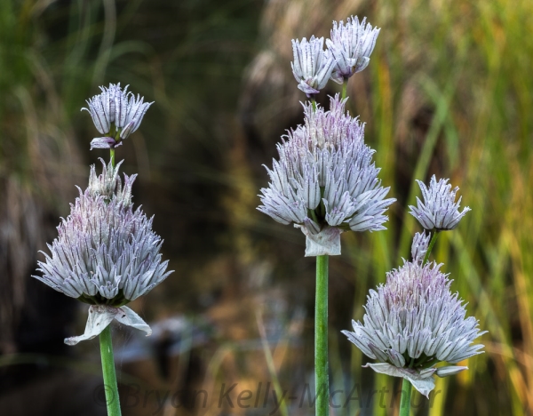 Photo of Allium schoenoprasum by Bryan Kelly-McArthur