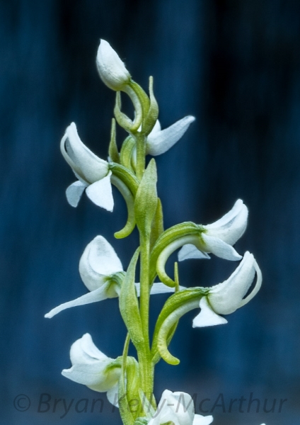 Photo of Platanthera dilatata var. leucostachys by Bryan Kelly-McArthur