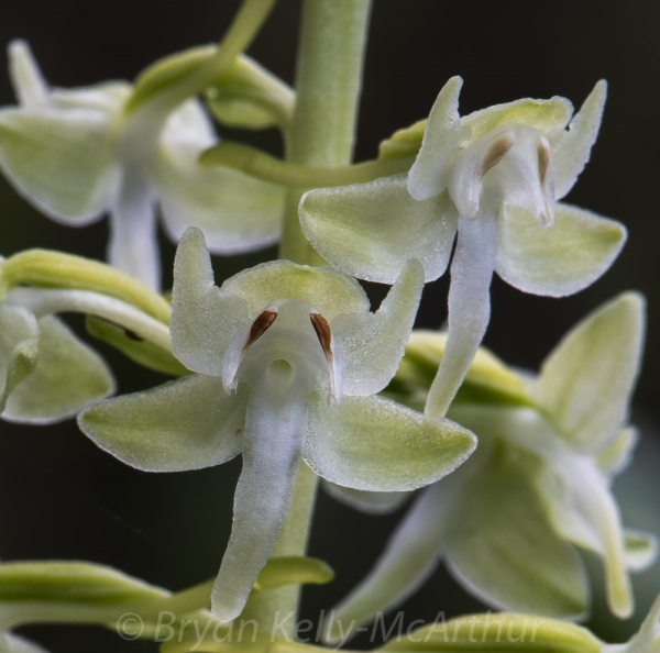 Photo of Platanthera dilatata var. leucostachys by Bryan Kelly-McArthur