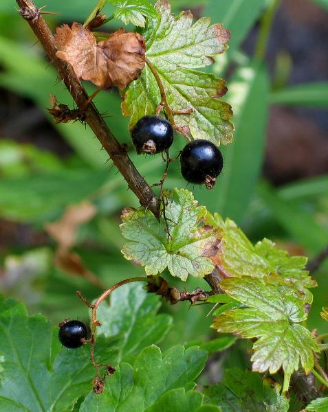 Photo of Ribes lacustre by Neil L. Jennings