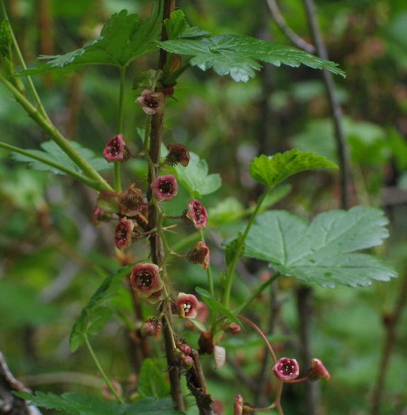 Photo of Ribes lacustre by Neil L. Jennings