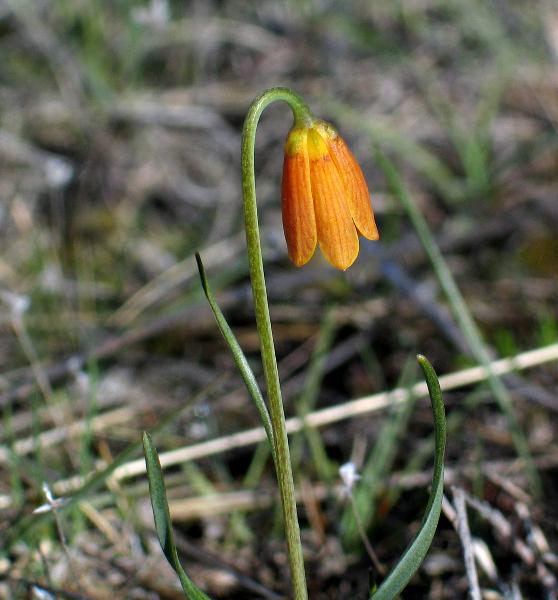 Photo of Fritillaria pudica by Neil L. Jennings