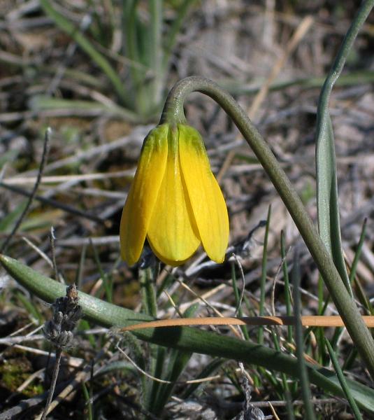 Photo of Fritillaria pudica by Neil L. Jennings