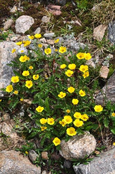 Photo of Geum rossii by Ken Marr