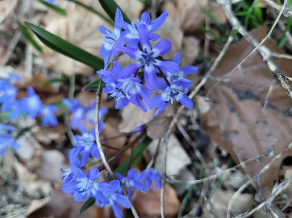 Photo of Scilla siberica by Bronwen Lewis