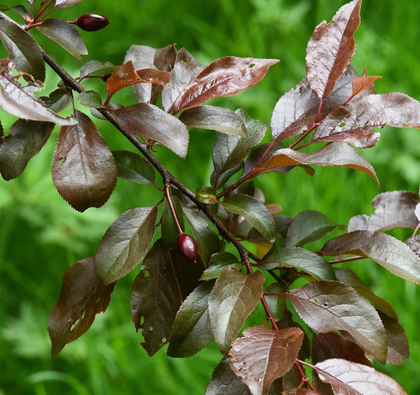 Photo of Prunus cerasifera by Virginia Skilton