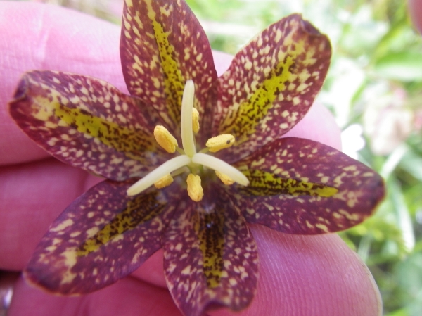 Photo of Fritillaria affinis by Grant Christensen
