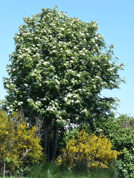 Photo of Sorbus aucuparia by Virginia Skilton