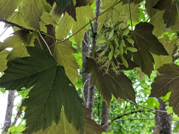 Photo of Acer pseudoplatanus by Paul Dawson