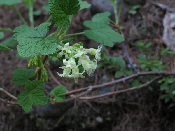 Photo of Ribes viscosissimum by Neil L. Jennings