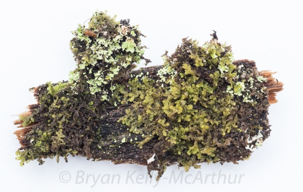 Photo of Ptilidium pulcherrimum by Bryan Kelly-McArthur