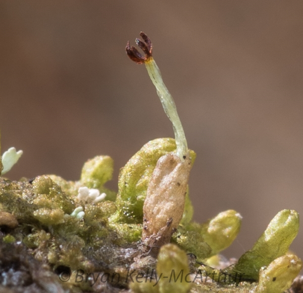 Photo of Ptilidium pulcherrimum by Bryan Kelly-McArthur