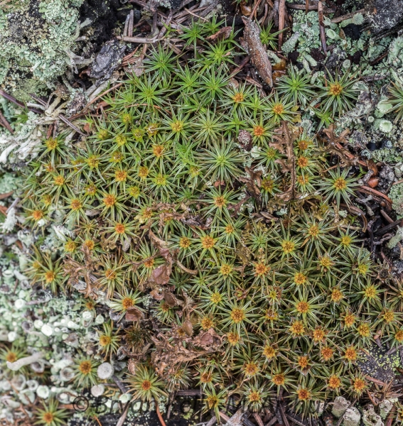 Photo of Polytrichum juniperinum by Bryan Kelly-McArthur