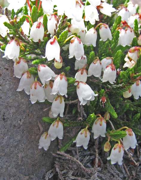 Photo of Cassiope mertensiana ssp. mertensiana by Jim Riley
