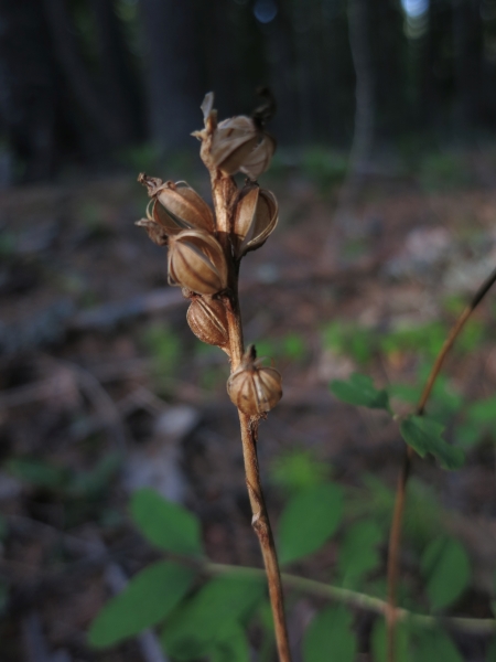 Photo of Pyrola picta by Ed  McMackin