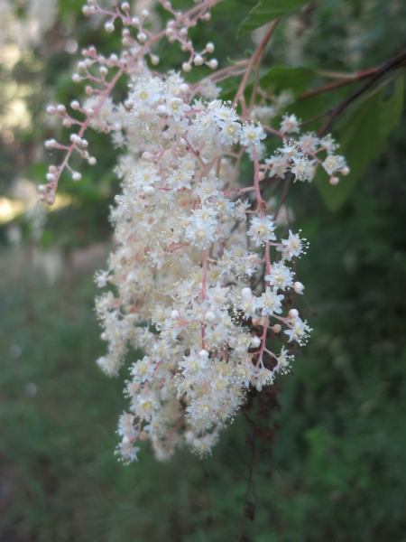 Photo of Holodiscus discolor var. discolor by Ed  McMackin