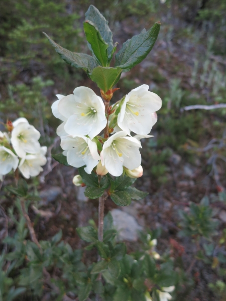 Photo of Rhododendron albiflorum by Ed  McMackin
