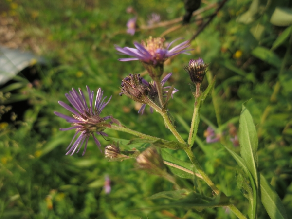 Photo of Symphyotrichum subspicatum by Ed  McMackin
