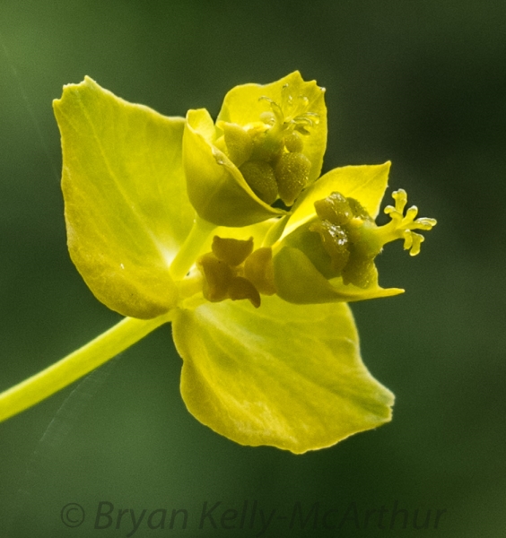 Photo of Euphorbia cyparissias by Bryan Kelly-McArthur