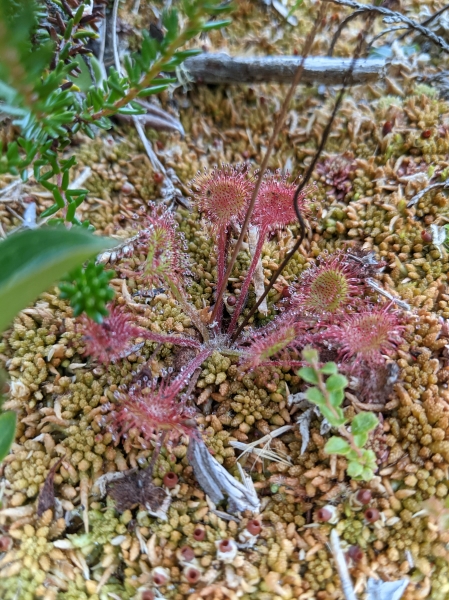 Photo of Drosera rotundifolia by Paul Dawson