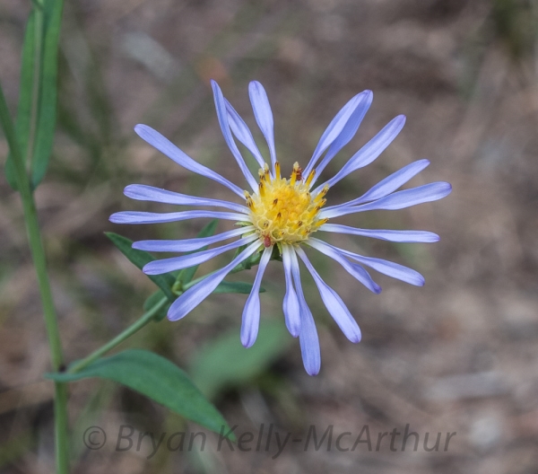 Photo of Symphyotrichum subspicatum by Bryan Kelly-McArthur