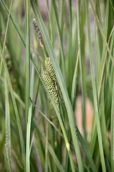 Photo of Carex aquatilis by Donald L'Heureux