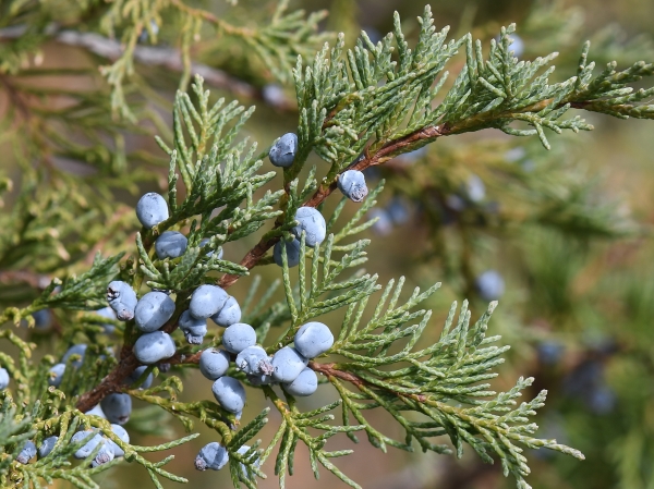 Photo of Juniperus scopulorum by Virginia Skilton