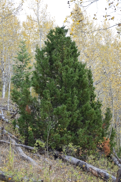 Photo of Juniperus scopulorum by Virginia Skilton