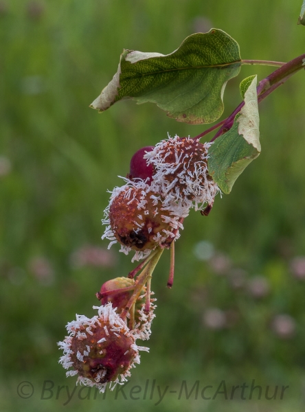 Photo of Amelanchier alnifolia by Bryan Kelly-McArthur