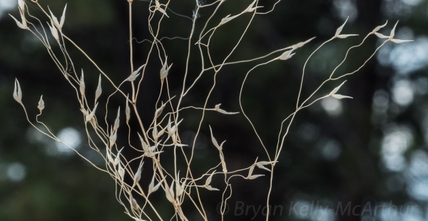 Photo of Achnatherum hymenoides by Bryan Kelly-McArthur