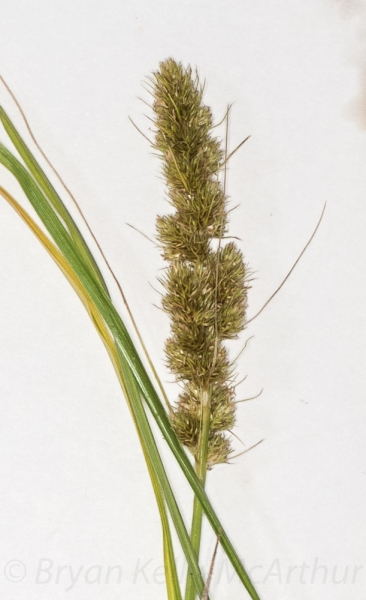 Photo of Carex vulpinoidea by Bryan Kelly-McArthur