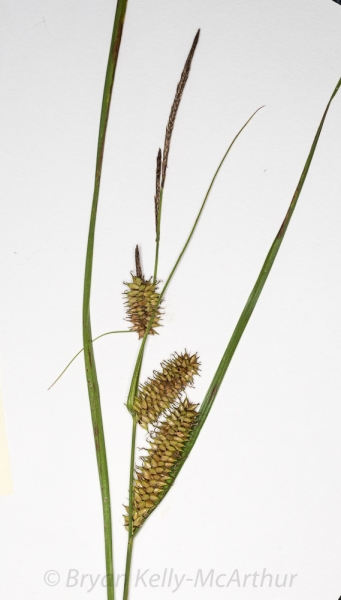 Photo of Carex lasiocarpa by Bryan Kelly-McArthur