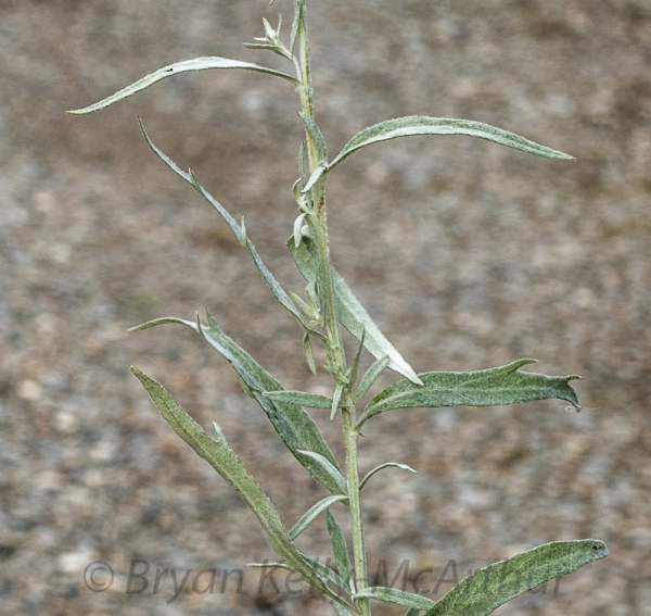 Photo of Artemisia ludoviciana ssp. ludoviciana by Bryan Kelly-McArthur