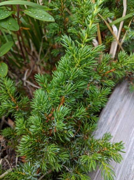 Photo of Juniperus communis by Paul Dawson