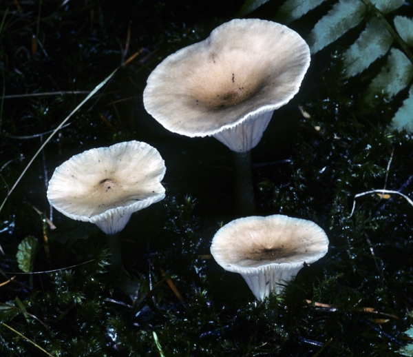 Photo of Ampulloclitocybe avellaneialba by Michael Beug