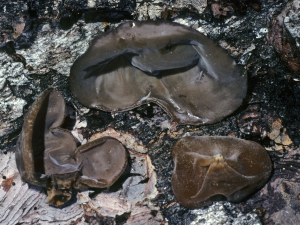 Photo of Auricularia americana group by Michael Beug