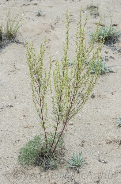 Photo of Artemisia campestris by Bryan Kelly-McArthur