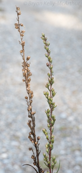 Photo of Artemisia campestris by Bryan Kelly-McArthur