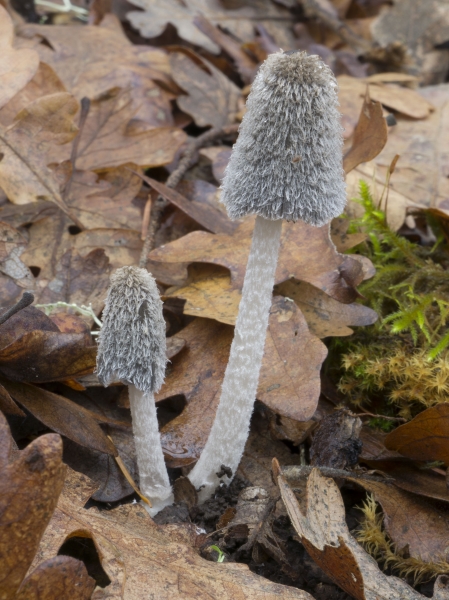 Photo of Coprinopsis lagopus group by Michael Beug