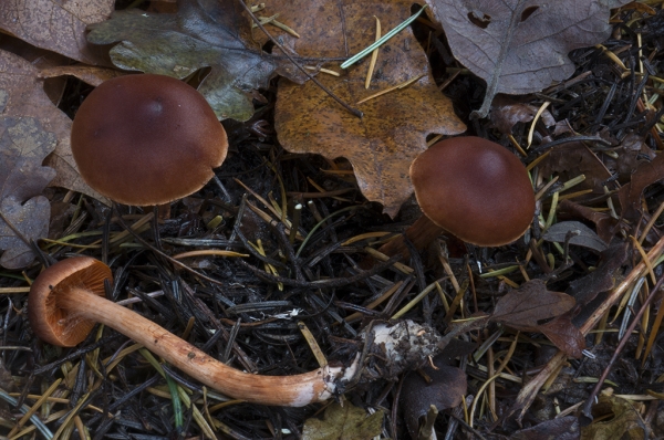 Photo of Cortinarius californicus group by Michael Beug